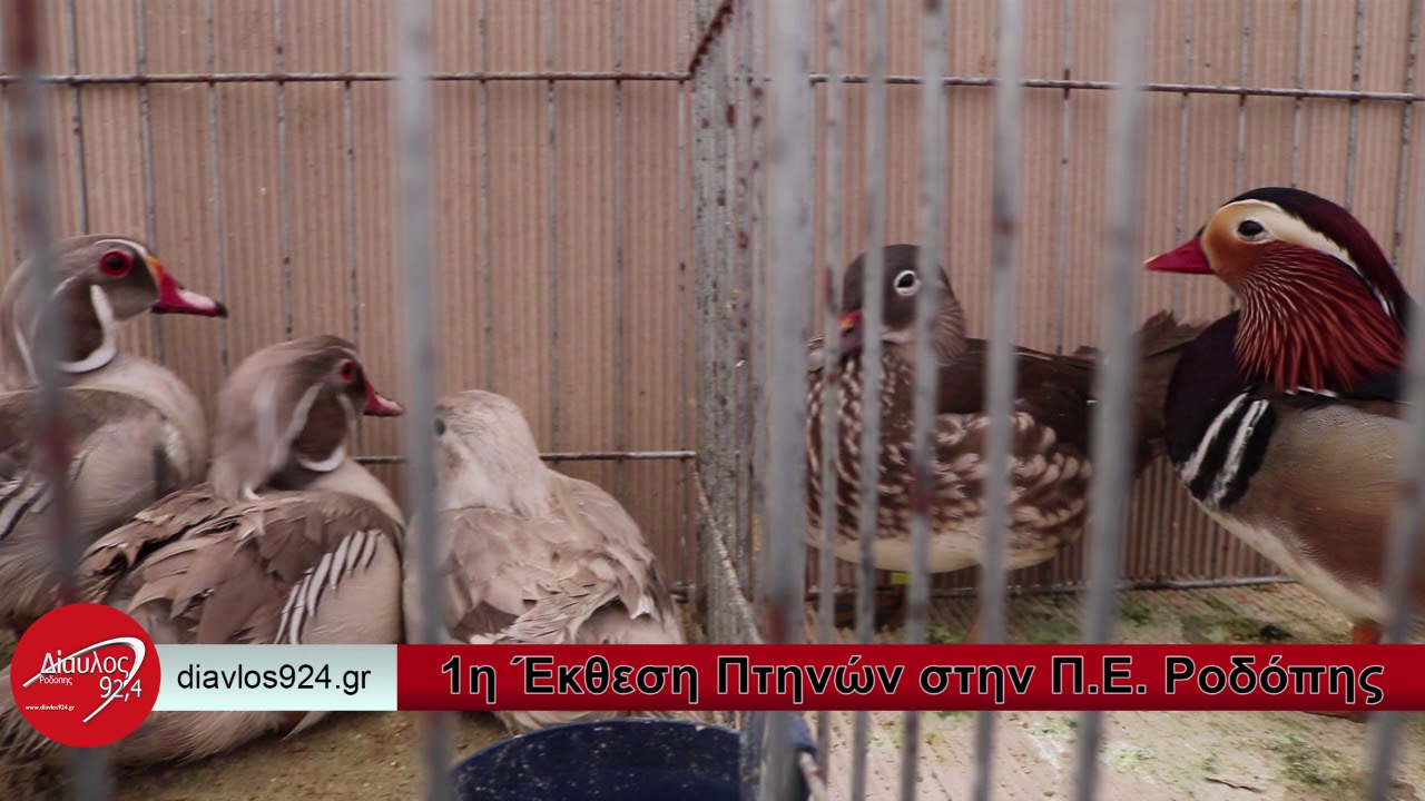 ΚΩΣΤΑΣ ΣΙΜΟΣ@ΕΚΘΕΣΗ ΠΤΗΝΩΝ@ΚΟΜΟΤΗΝΗ@2019