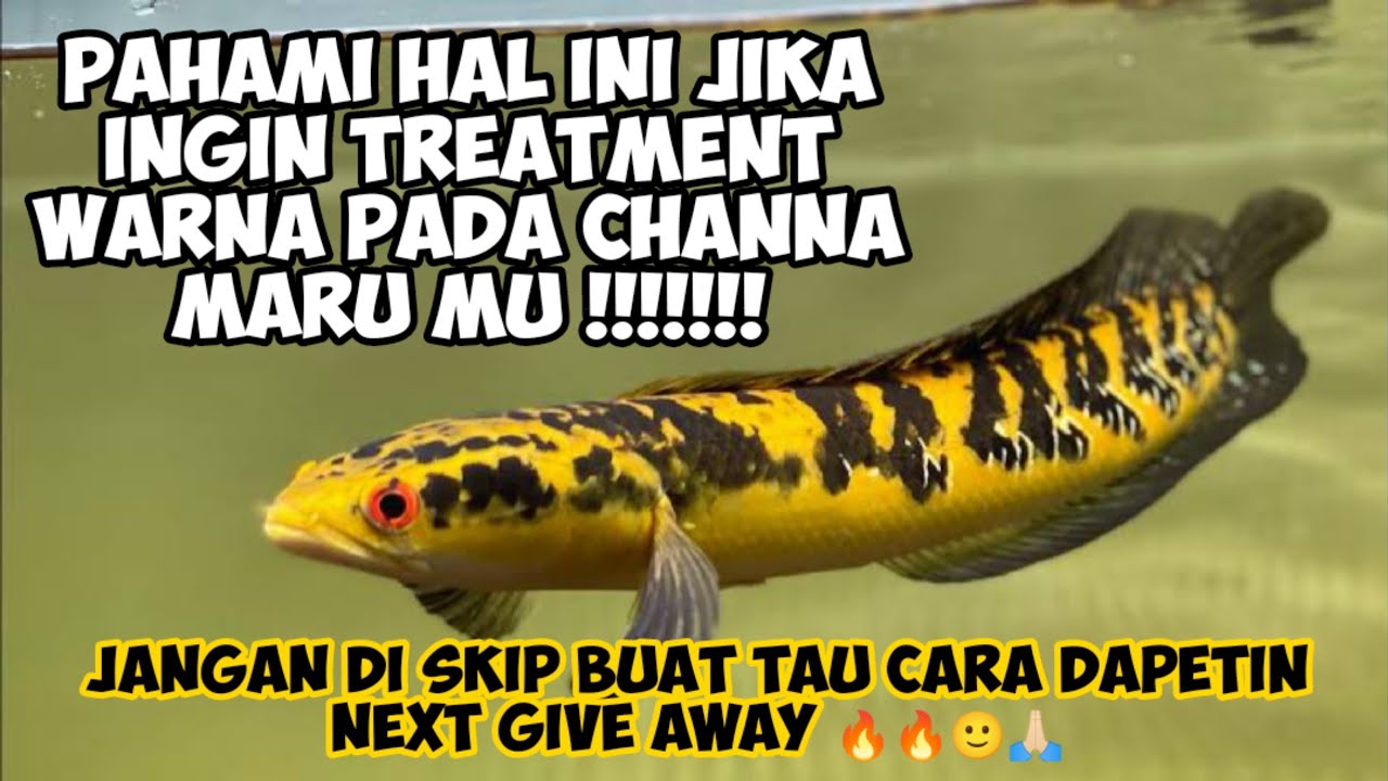 PERHATIKAN DAN PAHAMI HAL INI SEBELUM TREATMENT WARNA PADA CHANNA MARU KALIAN ❗❗❗❗