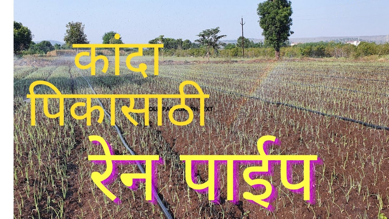 कांदा पिकासाठी रेन पाईप