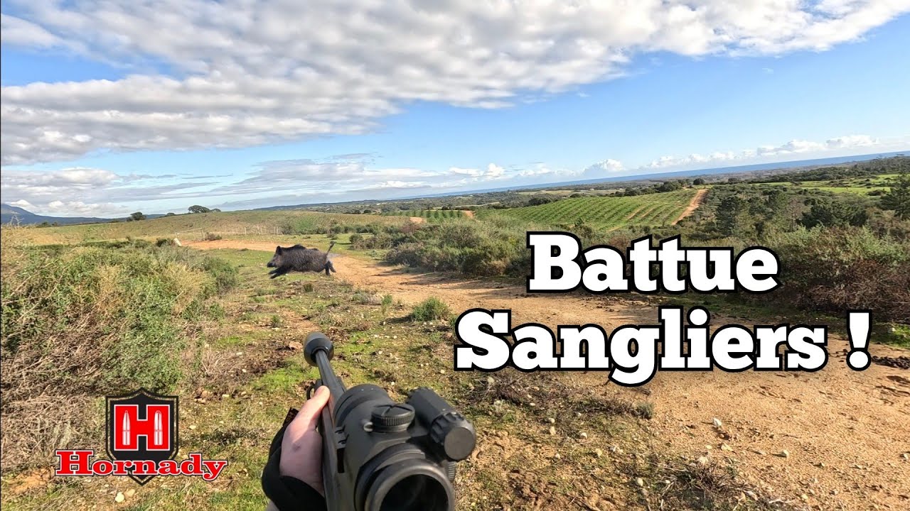 ☆Battue aux sangliers - 6 actions ! 2025/2026☆