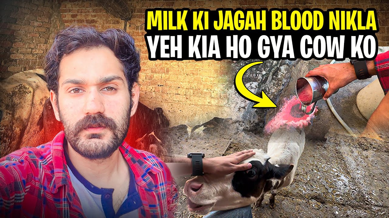 Milk ki jagah cow blood de rahi ha | sab pareshan ho ga | cow update about | daily routine 