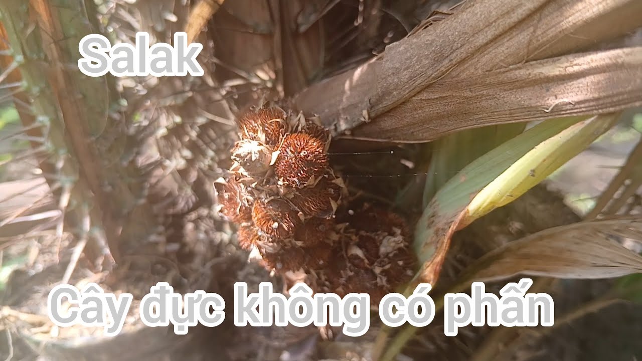 Salak Indo 37 месяцев (мужское растение без пыльцы) #mayindo #salakpondoh