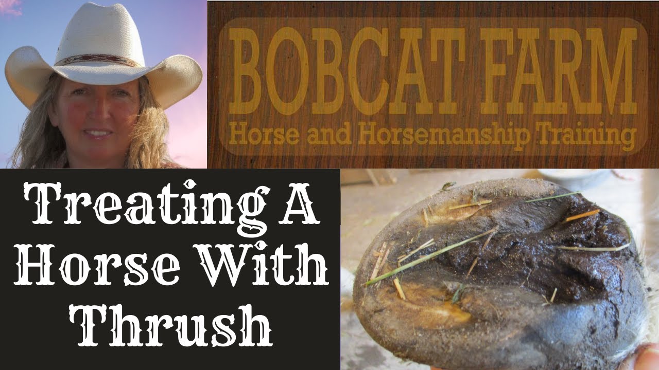 Treating A Horse With Thrush