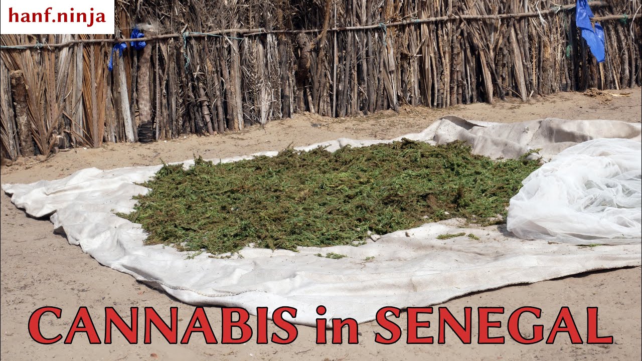 hanf.ninja - Cannabis in Casamance (Senegal)
