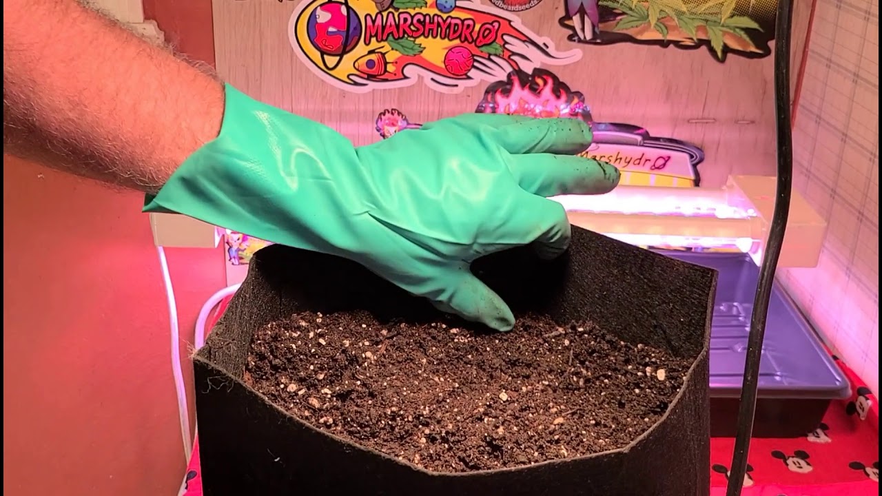 TRANSPLANTING AN AUTO, HOW TO AND WHEN TO