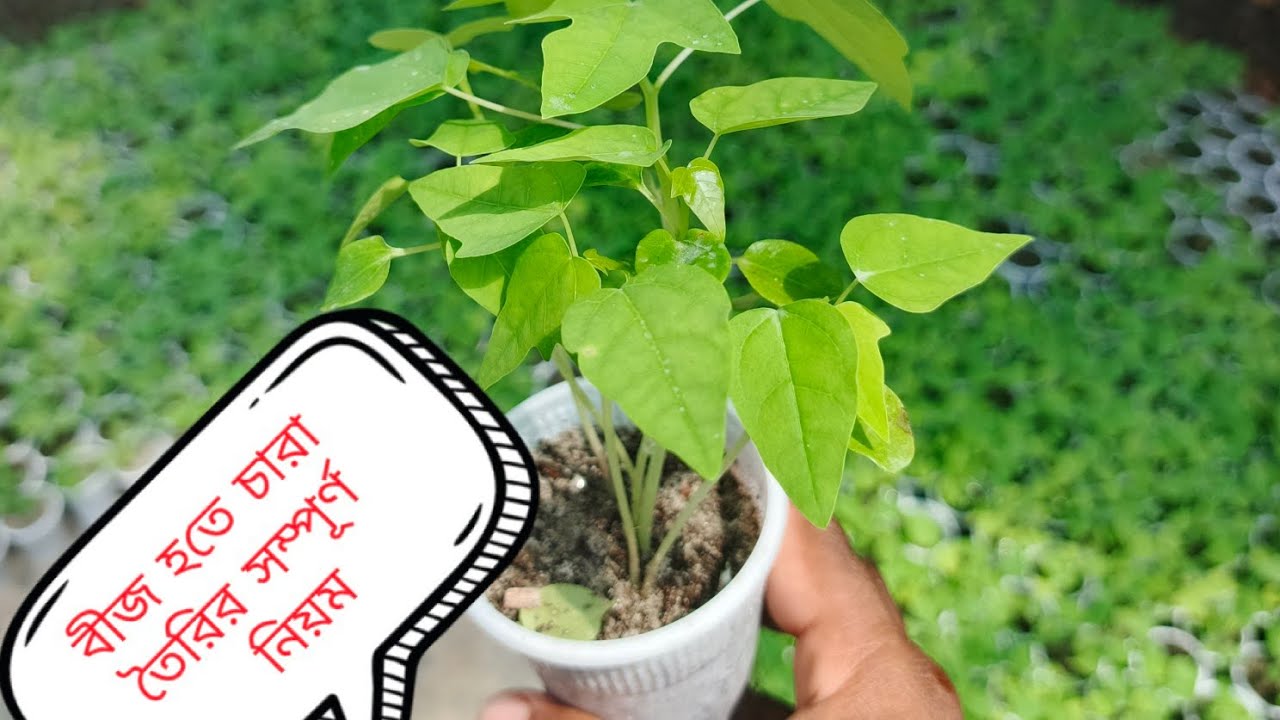 শাহী পেঁপের বীজ হতে চারা তৈরির সম্পূর্ণ নিয়ম  #Doha​ Agro # শাহী পেঁপে #পেঁপে​ 