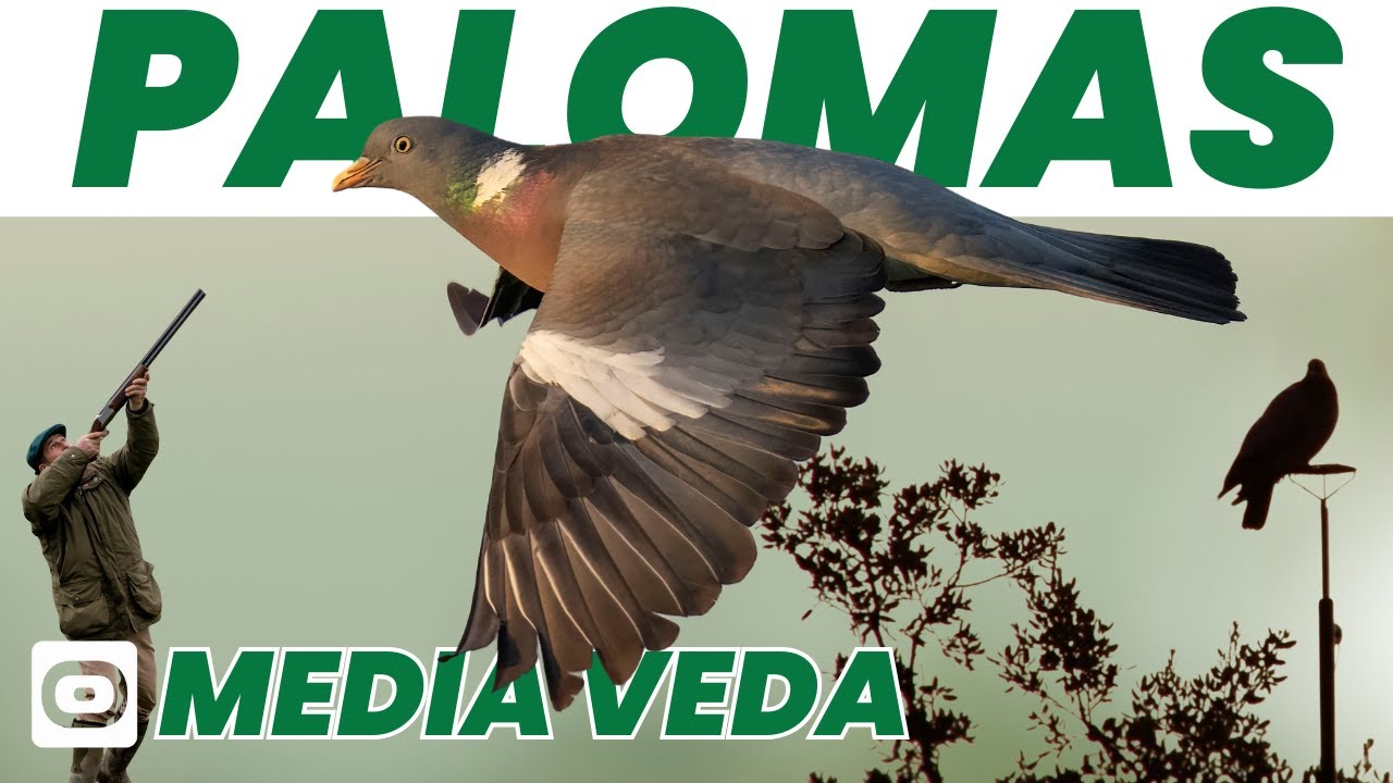 Media veda en sierra morena