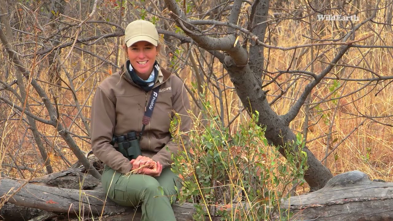 Wild Earth Virtual Safari at Mabula Private Game Reserve | Episode 10