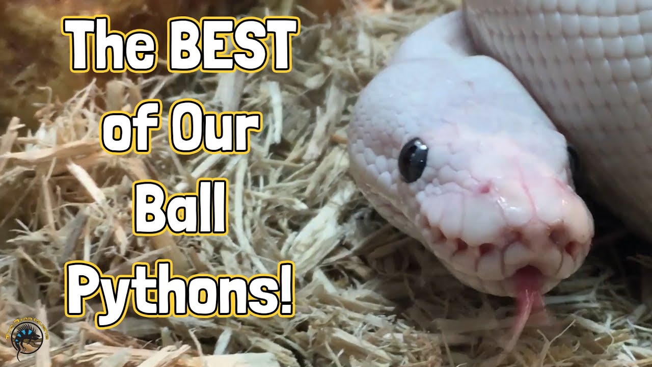 Лучшие из наших шаровидных питонов — самые милые и забавные змеи! 🐍