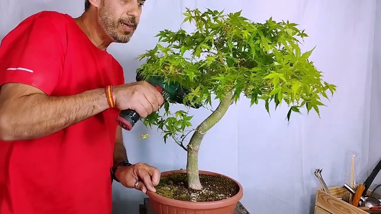 Autoinjertos por taladro en Acer Palmatum 