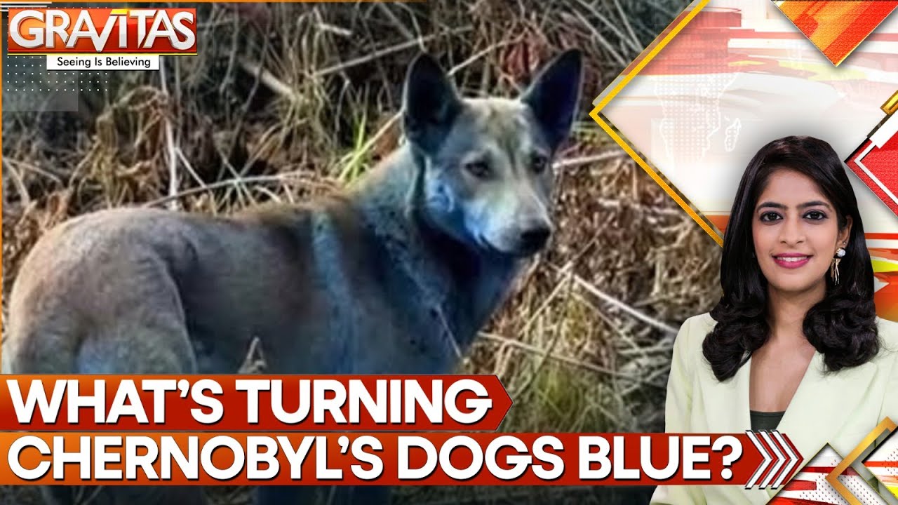 The Blue Dogs of Chernobyl: Mystery, Mutation or Chemical Exposure? | GRAVITAS