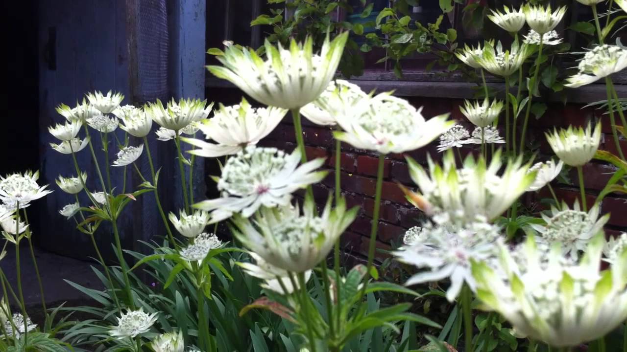 Astrantia, Aconitum, & Bumble Bees