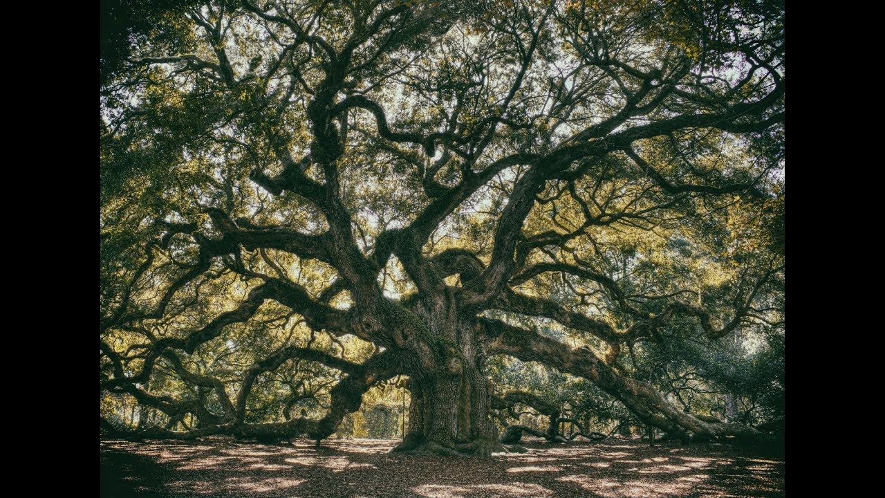Kitchens of Distinction - Oak Tree