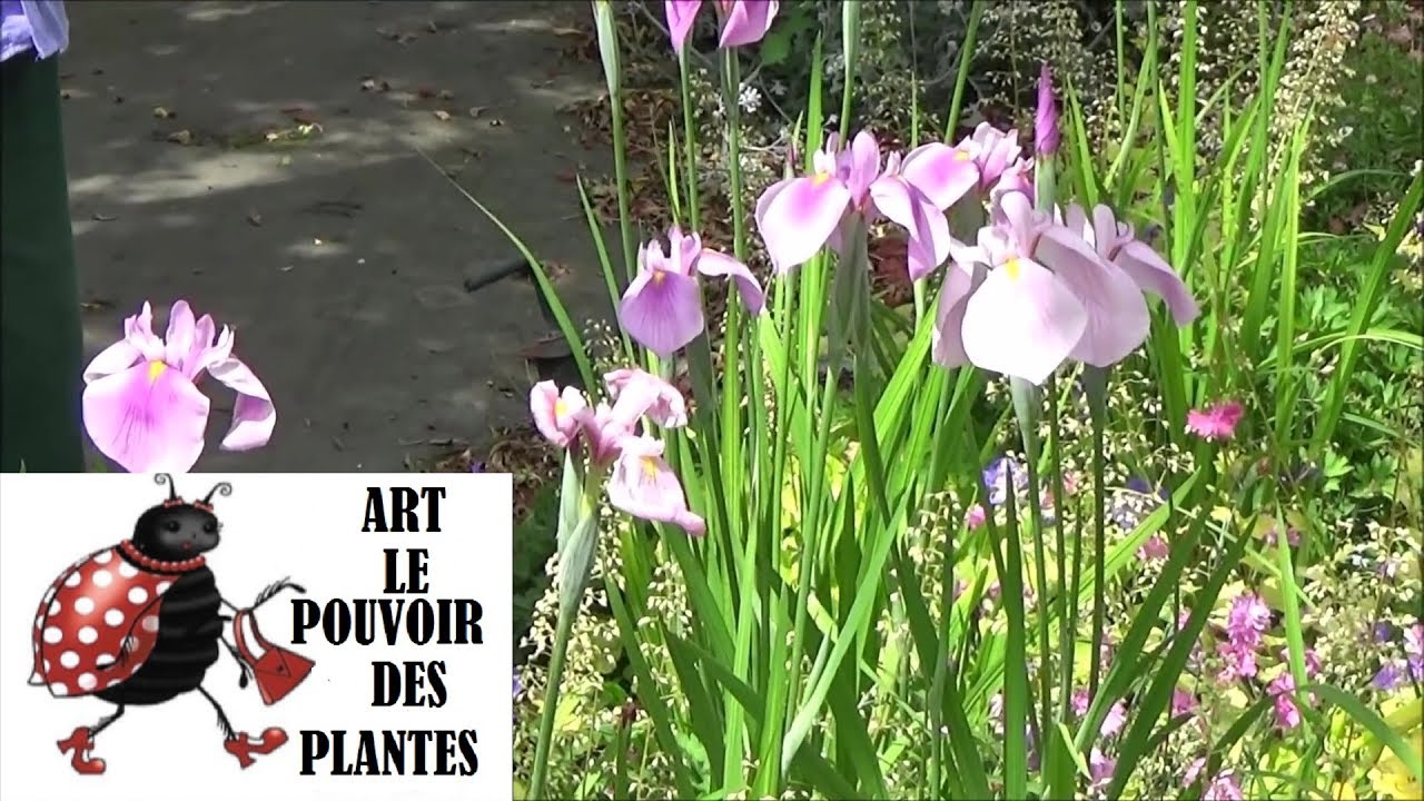 Tuto jardin: suivi d'un massif de vivaces au fil des saisons 02 + Photos du massif 02 ET 01 a la fin