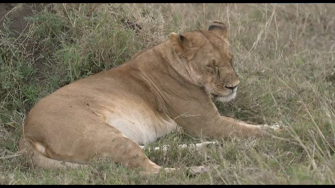 Get to Interact With the Wild at Mara Ngenche Safari Camp
