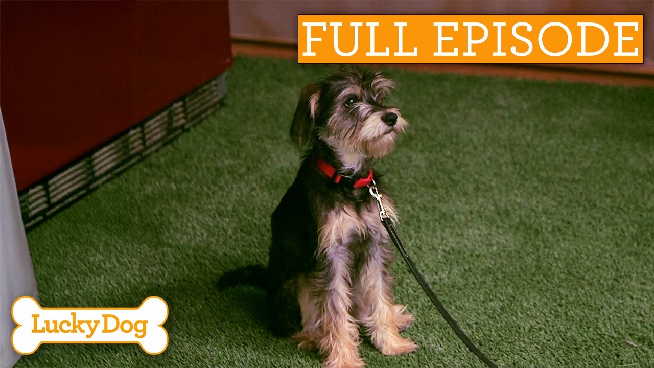 Lonely Pup Finally Finds An Adventurous Best Friend! | Full Episode S2 Ep1
