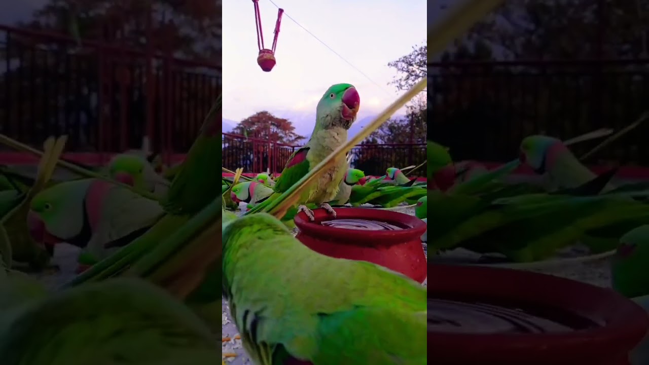#satisfying #feeding #feed #free #birds #enjoy #nature #shortvideo #beautiful #watch #goodvibes