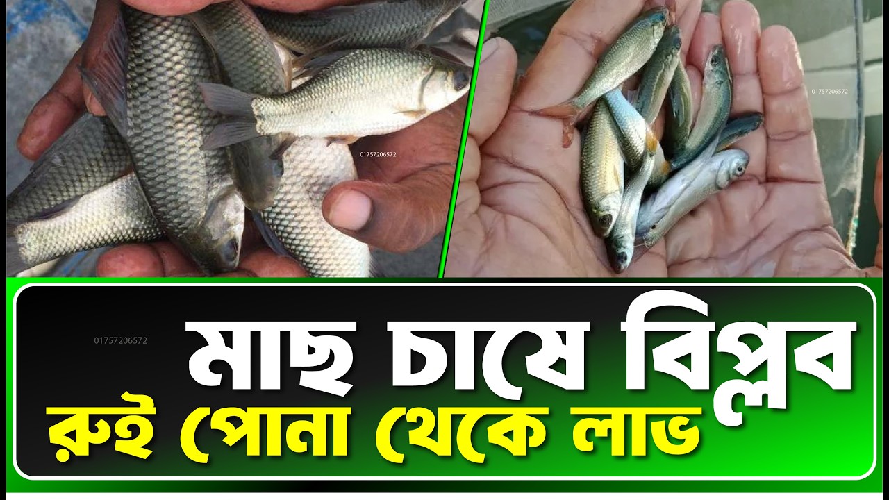 পুকুরে G3 রুই মাছের পোনা ছাড়ার সঠিক নিয়ম || দ্রুত বৃদ্ধি নিশ্চিত করুন || G3 Rohu Fish Farming
