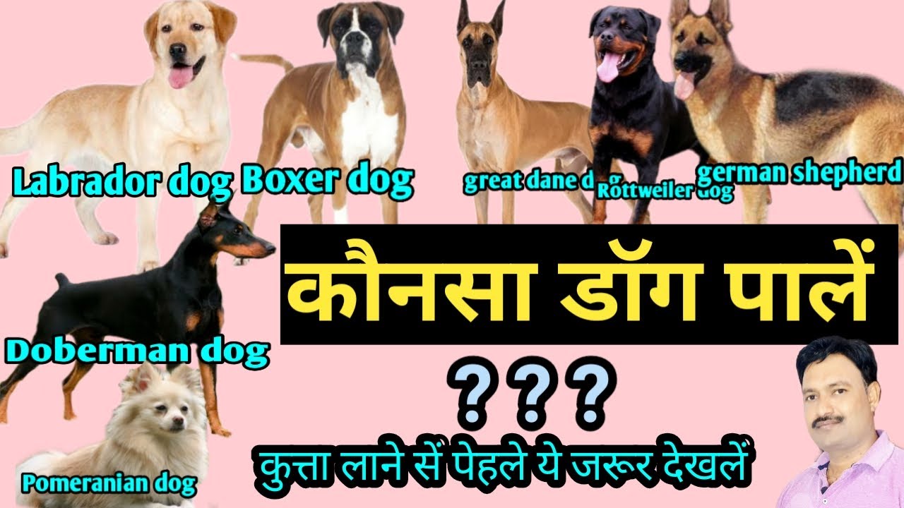konsa dog palna chahiye कौन सा कुत्ता पालना चाहिए konsa dog lena chahiye / best dog for home