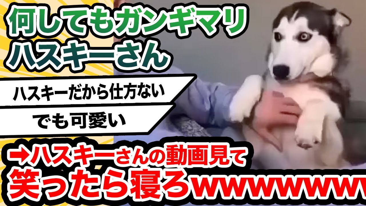 ハスキーさんの動画見て笑ったら寝ろwwwwwww