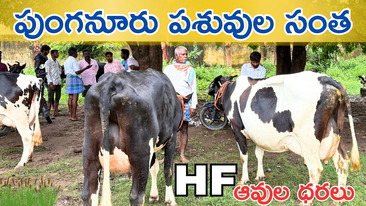|| పుంగనూరు పశువుల సంత || Punganur cow market ￼every Wednesday #cow#animals @Friendsdairyfarm 