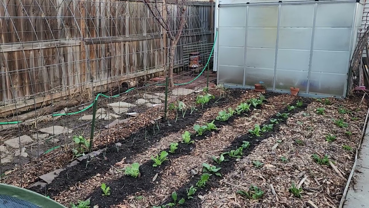 Garden update February 16th