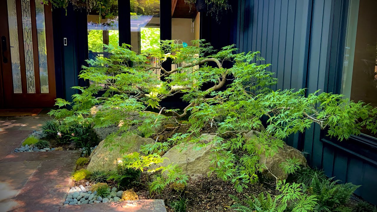 Pruning a wonderful collection of 8 Japanese maples- Before and After (Phase 1) in Bellevue WA June