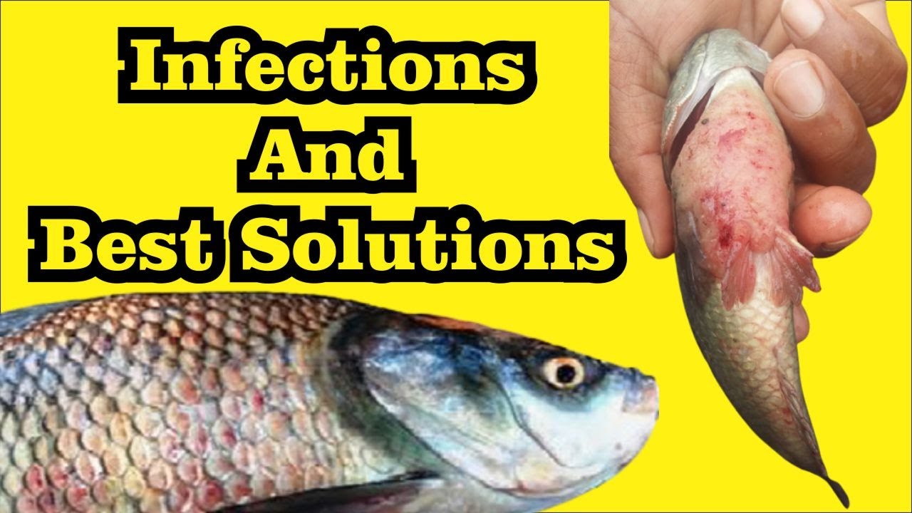 Fungal Infection Ka Sabse Best Treatment - Practical Day 1