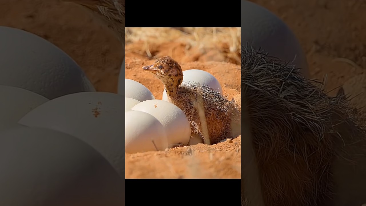 Ostrich eggs hatching 🐣 #wildlife #animals #nature #wildanimals #ostrich #birds #ostrichchik