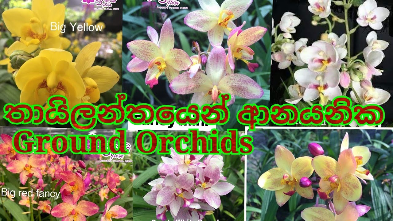 Ground Orchids