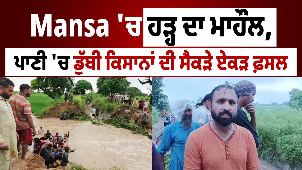 Mansa News | Mansa 'ਚ ਹੜ੍ਹ ਦਾ ਮਾਹੌਲ, ਪਾਣੀ 'ਚ ਡੁੱਬੀ ਕਿਸਾਨਾਂ ਦੀ ਸੈਕੜੇ ਏਕੜ ਫ਼ਸਲ