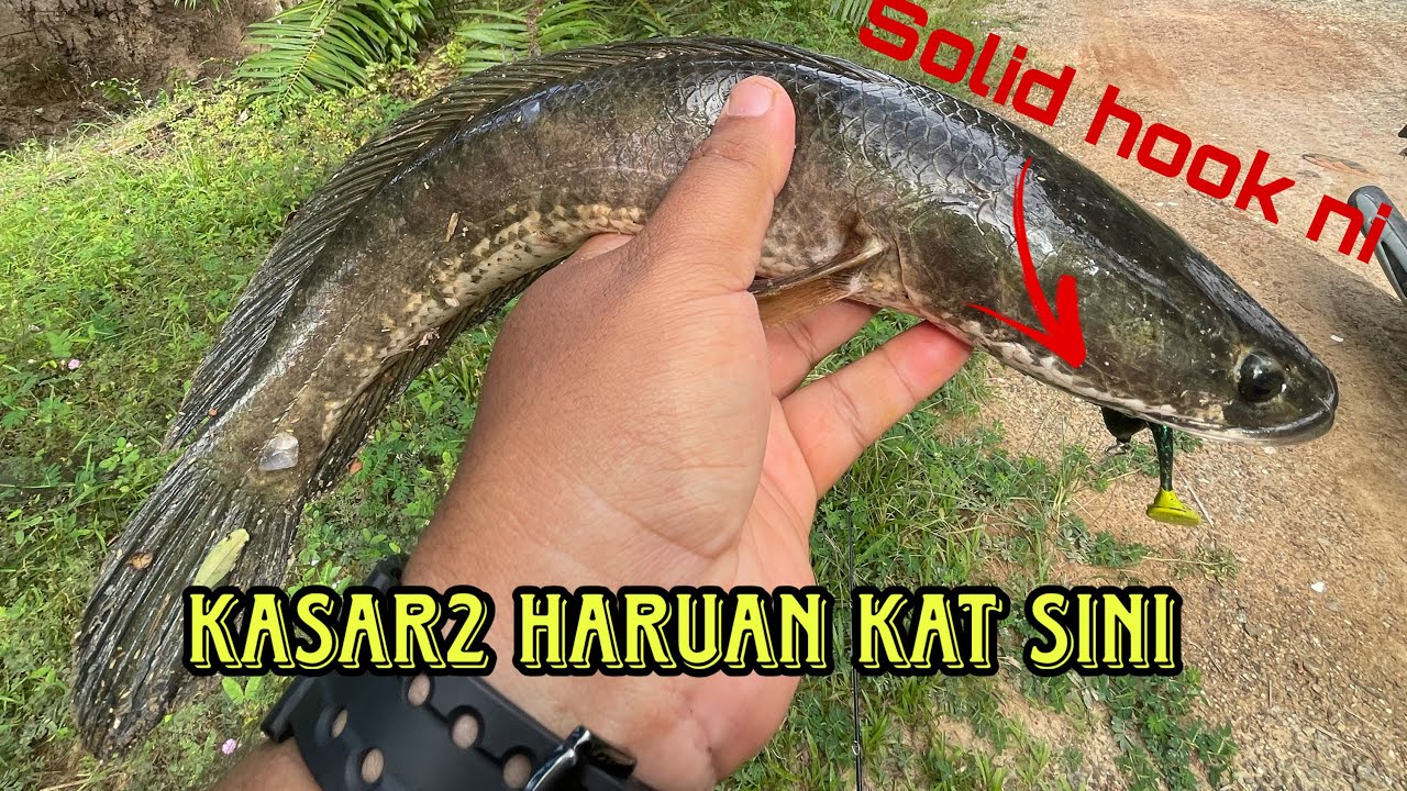 RENEW LESEN HARUAN 2026 | JUMPA SPOT GACOR ! | DAIWA SALAMANDURA SV TW 103