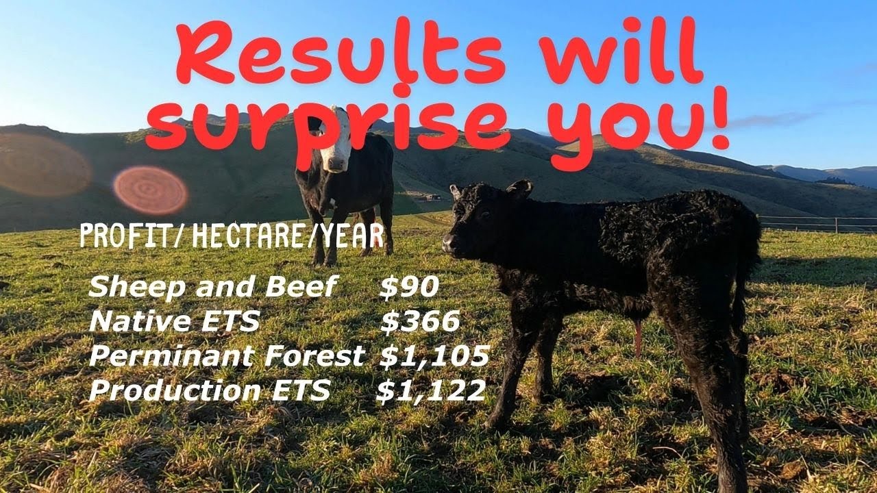 Revenue from Carbon and Forestry vs Sheep & Beef | Massive Difference