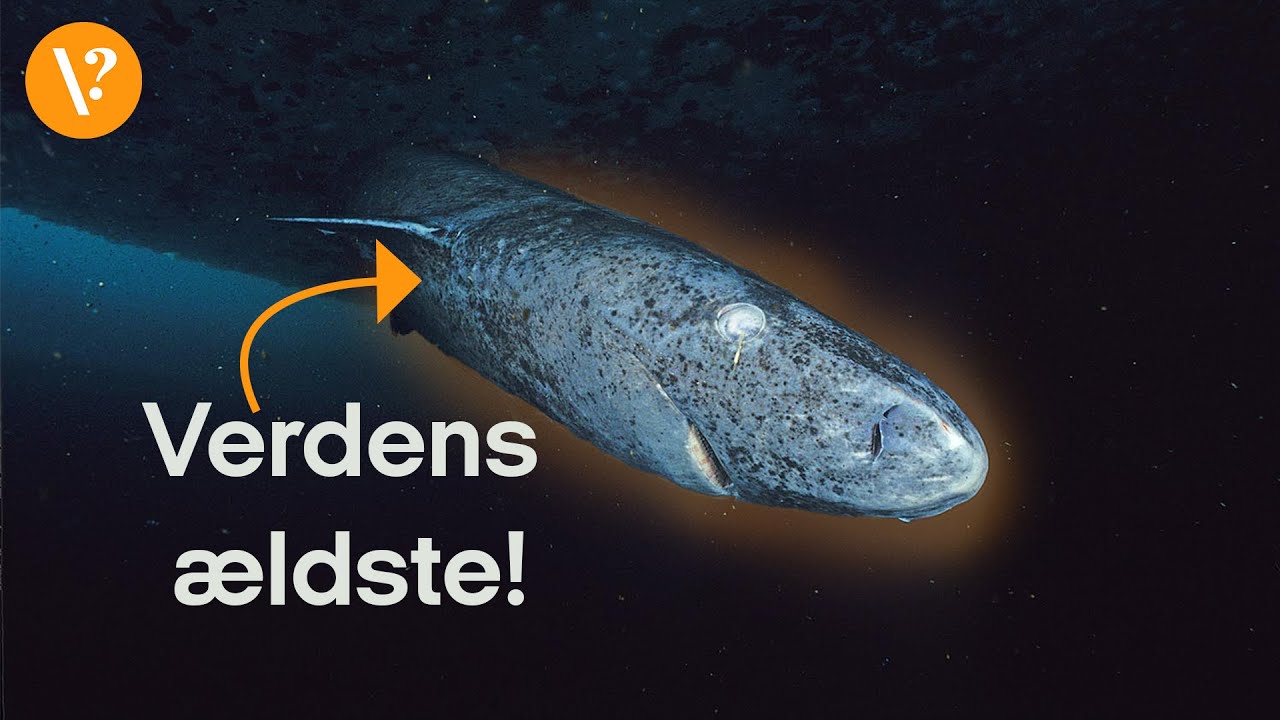 Derfor kan gr&oslash;nlandshajen blive op mod 500 &aring;r gammel
