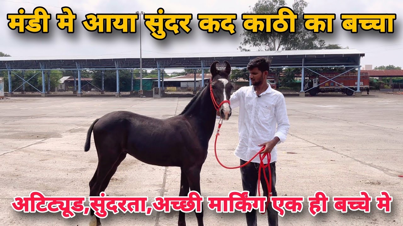 वा! क्या जोरदार बच्चा आया मंडी मे..| येवला घोडा मंडी । दशेरा घोडा मंडी । Yeola Horse Market 2024