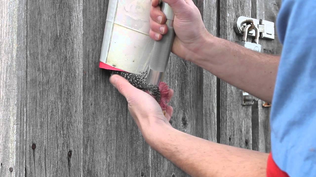 Using the Ballista Penetrating Bolt Gun on Poultry