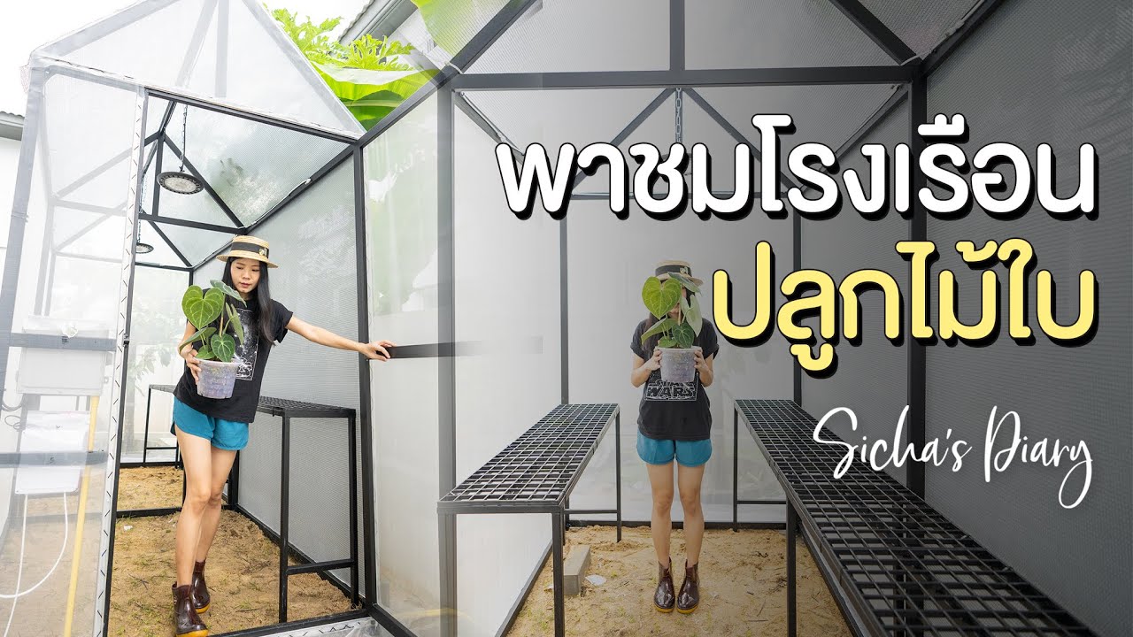 พาชมโรงเรือนใหม่ สำหรับปลูกไม้ใบ #โรงเรือนต้นไม้ #ไม้ใบ #สวนหน้าบ้าน