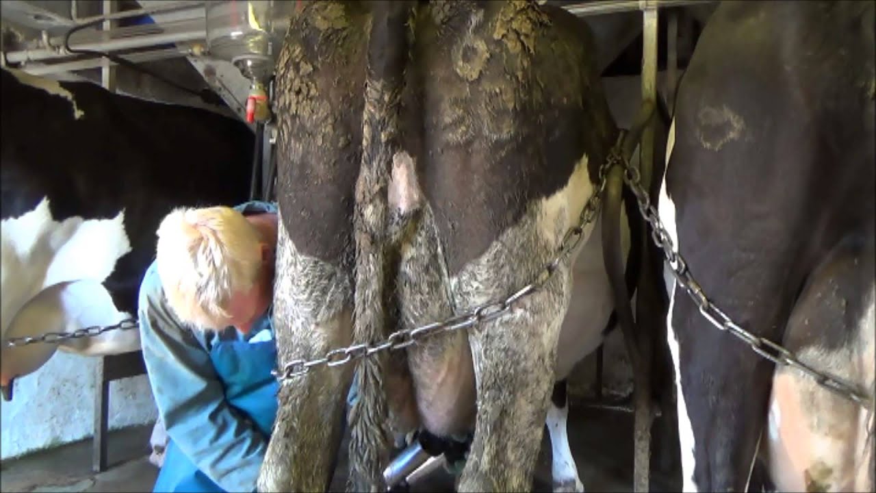 Milking cows on a hot afternoon