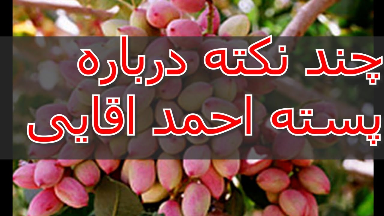 پسته احمداقایی چیست؟و چند نکته درباره آن What is Ahmad Aghaei pistachio? And a few points about it