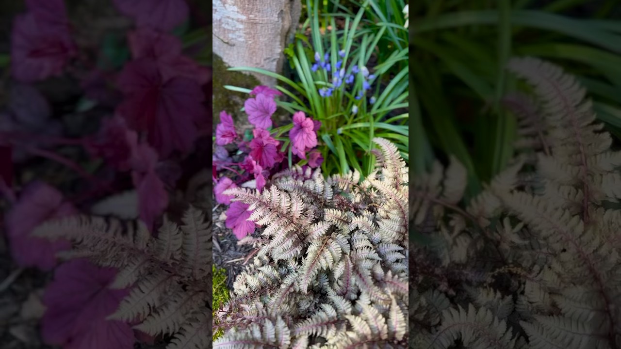 Spring Foliage and flowers. 