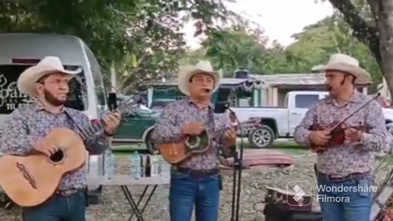 gallitos del bernal en vivo