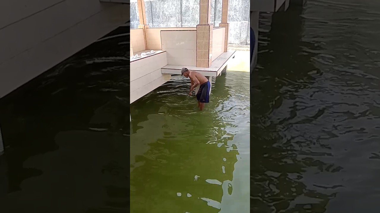 kolam lele besar #kolamlele #kolamikan #ikan #shorts