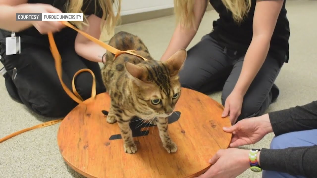 Cat hip replacement surgery at Purdue University veterinary medicine school