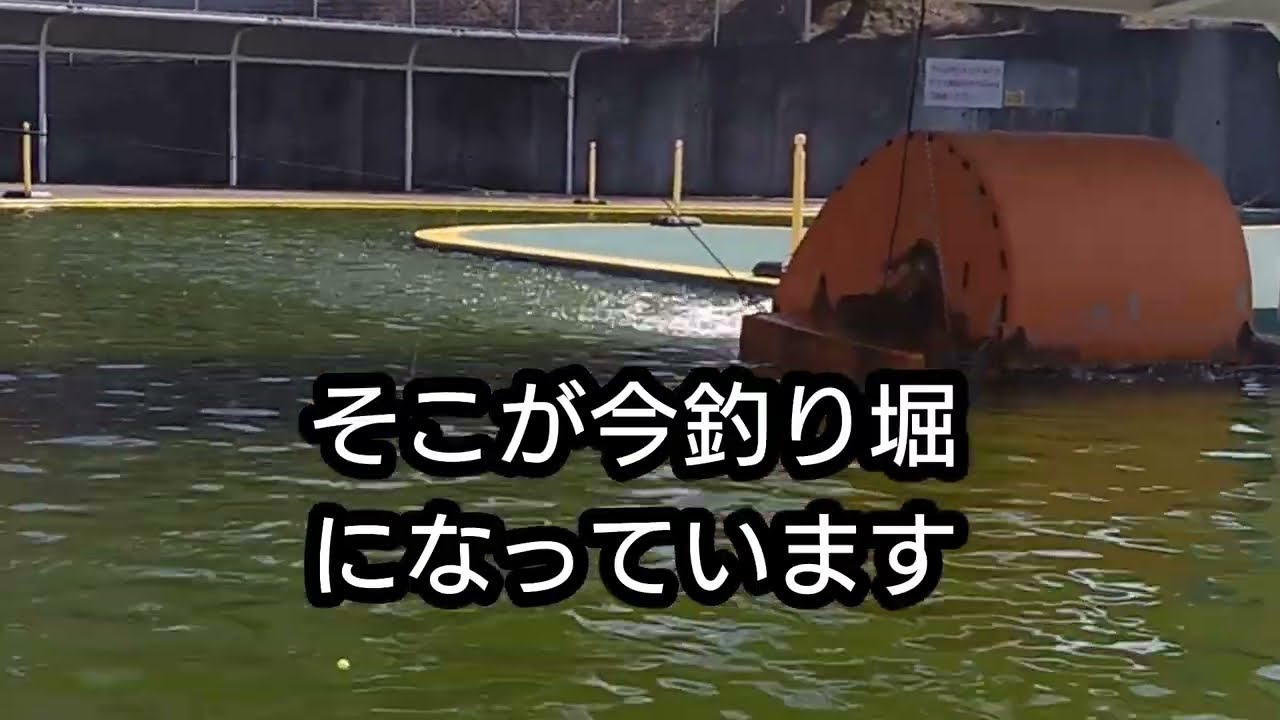 プールの釣り堀　＃サンピア伊賀