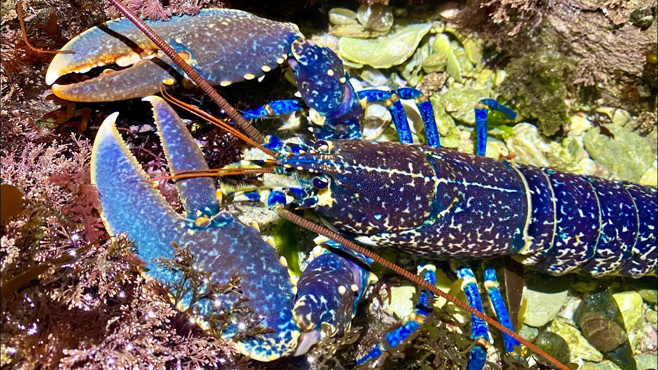 Coastal Foraging at Night - Lobsters, Huge Crabs, Catshark and other Sea Creatures - Lobster Cook-up