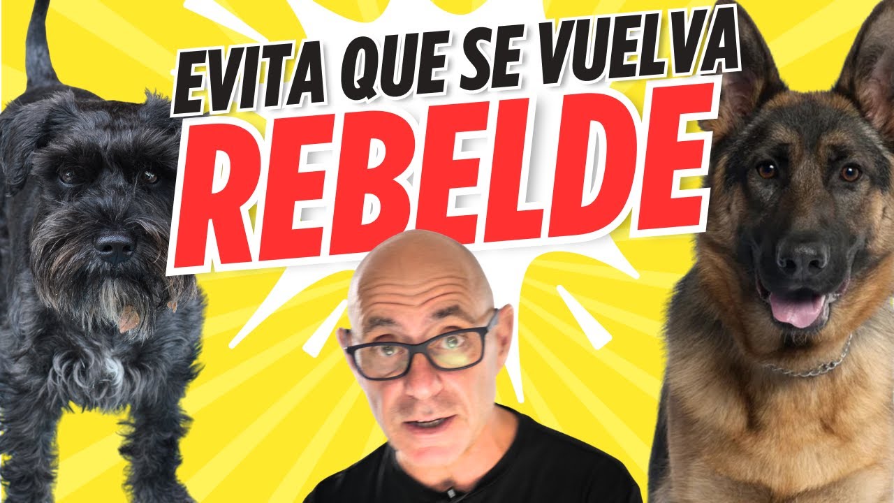 ERRORES FATALES en el ADIESTRAMIENTO de PERROS Adolescentes (Evita que tu Perro se Vuelva Rebelde)