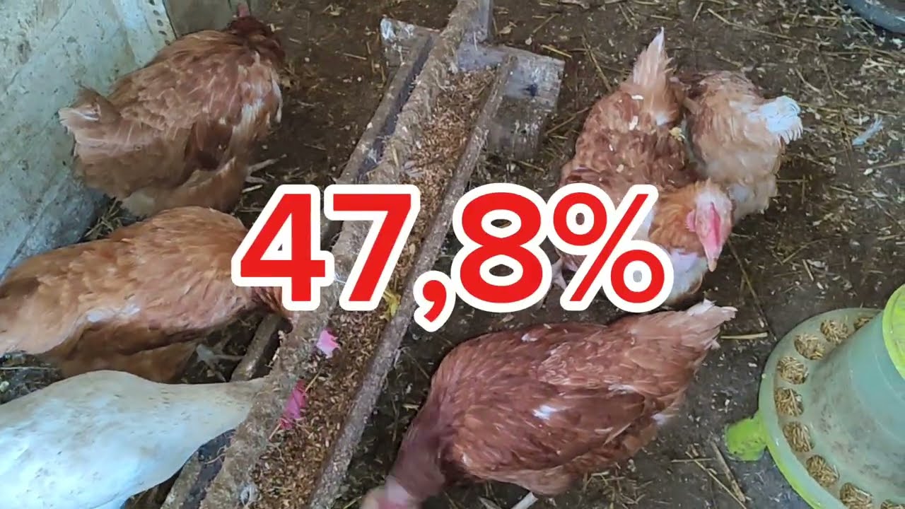 КОРМИМ КУР И СОБИРАЕМ ЯЙЦА🛑ЕСТЬ ЛИ РЕАКЦИЯ КРЫС НА КОШАЧИЙ ЗАПАХ🤔
