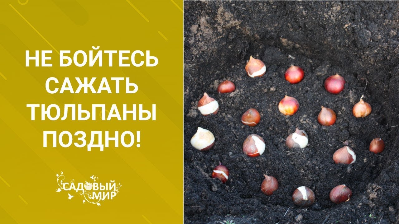 Не бойтесь сажать тюльпаны поздно!