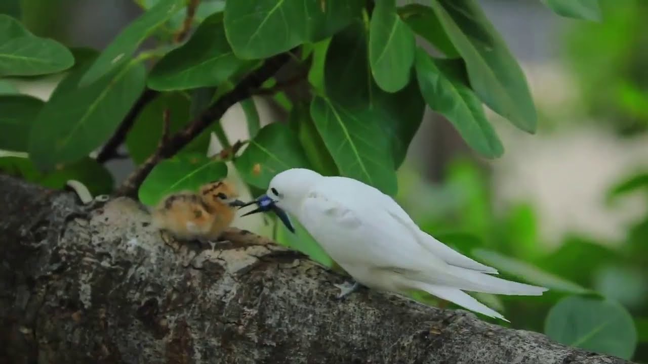 White Tern (Gygis Alba) feeding a Chick | White Tern Chick Gets Fed One of His/Her First Fish.