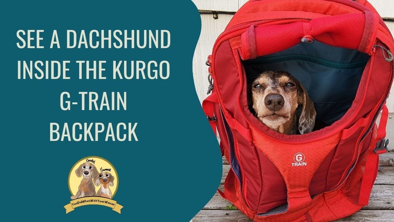 Dachshund Inside Kurgo G-train Dog Backpack